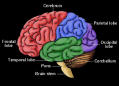 what a pretty brain