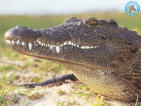 croc